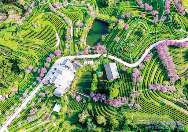 花開茶山滿園春——平昌縣三十二梁茶園掠影